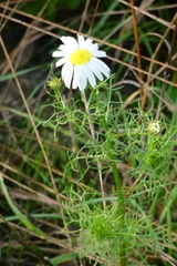 Tripleurospermum