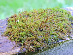 Tortula muralis