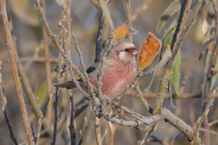 Carpodacus sibiricus