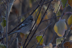 Carpodacus sibiricus