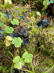 Peltigera polydactylon