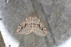 Thera juniperata