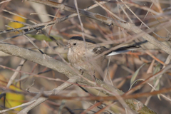 Carpodacus sibiricus