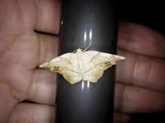 Endropiodes indictinaria