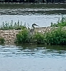 Ardea cinerea cinerea
