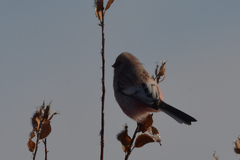 Carpodacus sibiricus