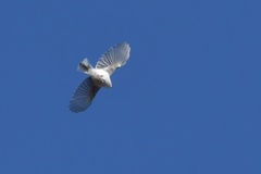 Cyanistes cyanus