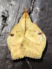 Radhica elisabethae