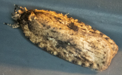 Agonopterix pulvipennella