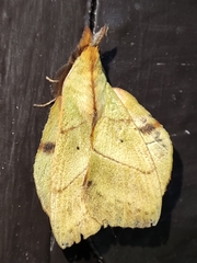 Radhica elisabethae