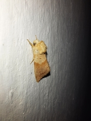 Mycteroplus puniceago