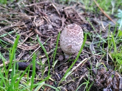 Coprinus comatus
