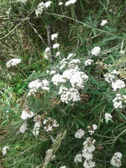 Austroeupatorium