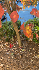 Euonymus atropurpureus