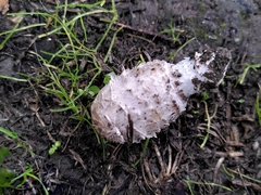 Coprinus comatus