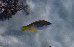 Anampses elegans
