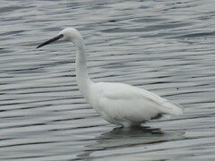 Egretta garzetta