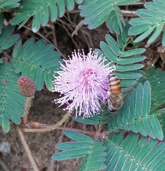 Apis cerana indica