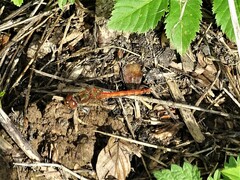 Sympetrum vulgatum