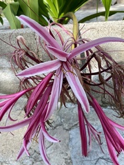 Crinum