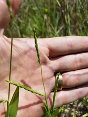 Paspalum langei
