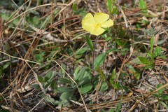 Crocanthemum carolinianum
