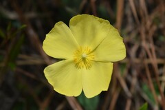Crocanthemum carolinianum