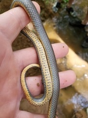 Diadophis punctatus stictogenys