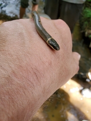 Diadophis punctatus stictogenys