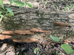 Fuscoporia