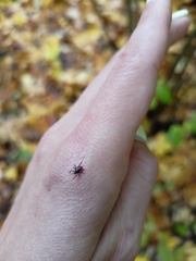 Ixodidae