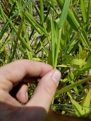 Paspalum langei