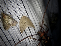 Pseudalbara parvula