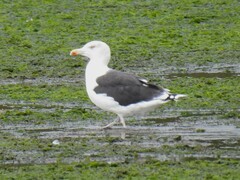 Larus marinus