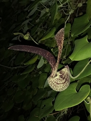 Aristolochia ringens