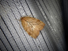 Macrochthonia fervens