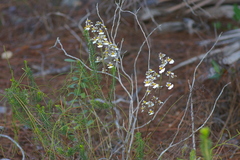 Tolumnia bahamensis image