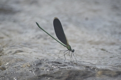 Neurobasis chinensis