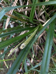 Carex phleoides