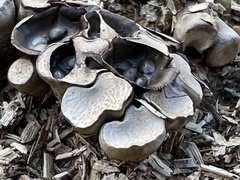 Cyathus olla