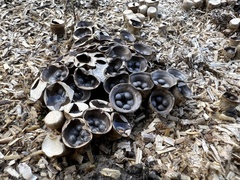 Cyathus olla
