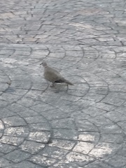 Streptopelia decaocto