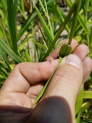Paspalum langei