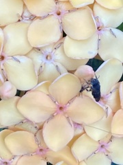 Nannotrigona perilampoides
