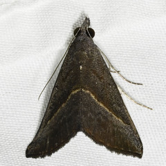 Hypena degesalis
