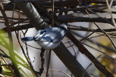 Cyanistes cyanus