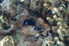 Amphiprion mccullochi