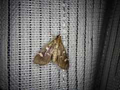 Herpetogramma luctuosalis