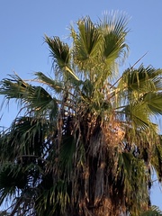 Washingtonia robusta