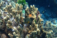 Plectroglyphidodon dickii